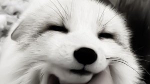 полина всегда с вами