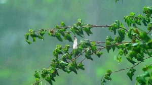 Диана Аннкудинова - "Нарисовать мечту" (2018, композит AI)