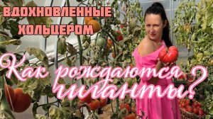 Огород без частого полива