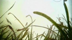 1000007020.mp4Волга гл.2м.тол.льда 4см.31.12.2025г.