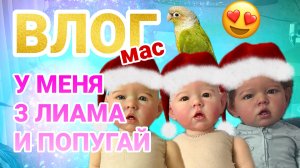 ВЛОГМАС у меня 3 Лиама Новогодняя фотосессия Едем в деревню с Лиамом У меня есть попугай