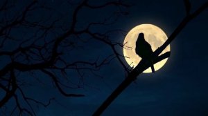 Ночной певец_encoded