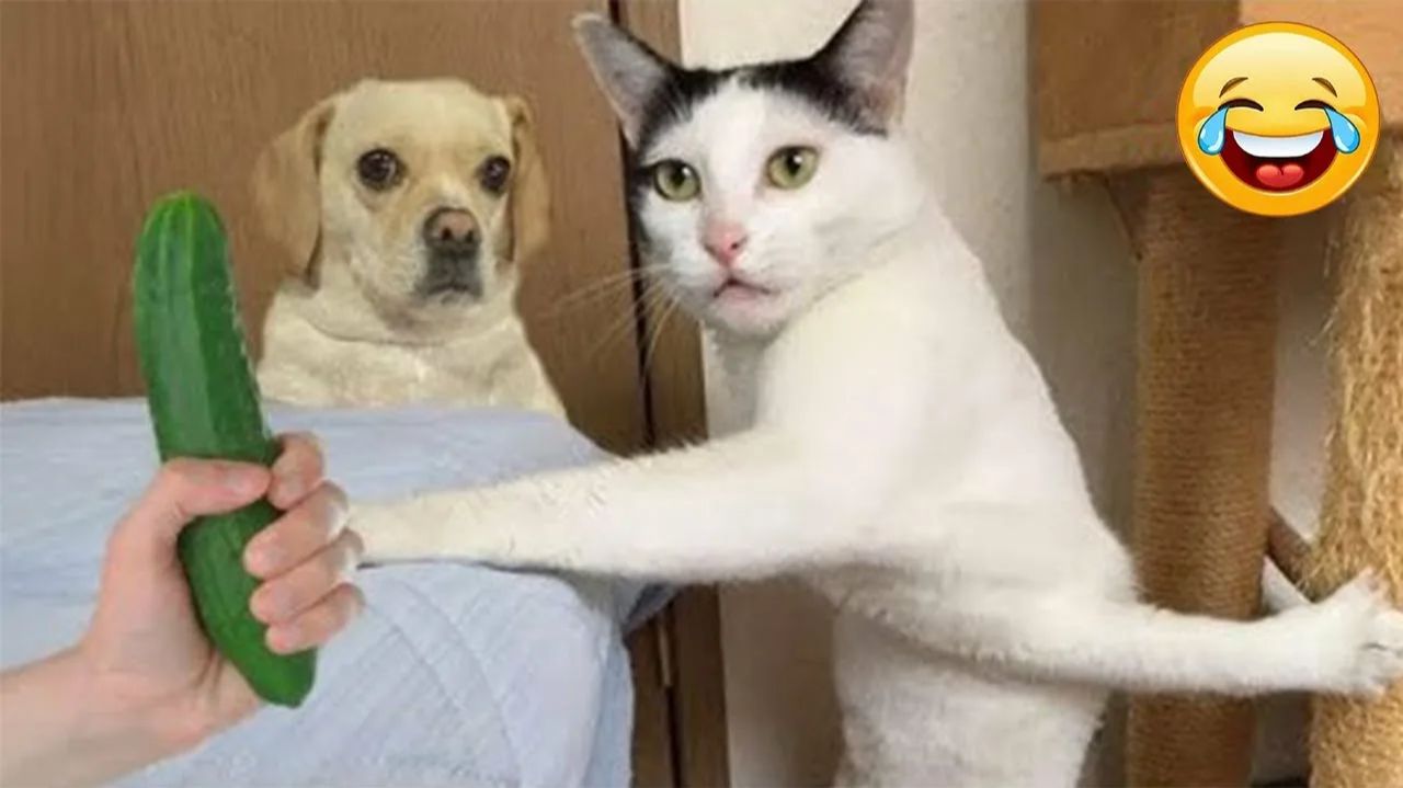 СМЕШНО ДО СЛЕЗ 😹😍 СМЕШНЫЕ КОТЫ, ЛУЧШИЕ ПРИКОЛЫ С КОТАМИ, СОБАКАМИ КОШКИ,СОБАКИ , ЖИВОТНЫЕ 🥰 смотреть онлайн