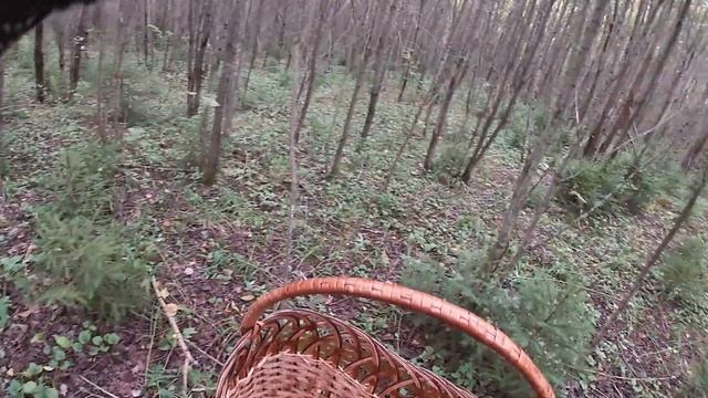 По грибы 7 сентября 2021г / Зонтики, подосиновики и подбе? смотреть онлайн