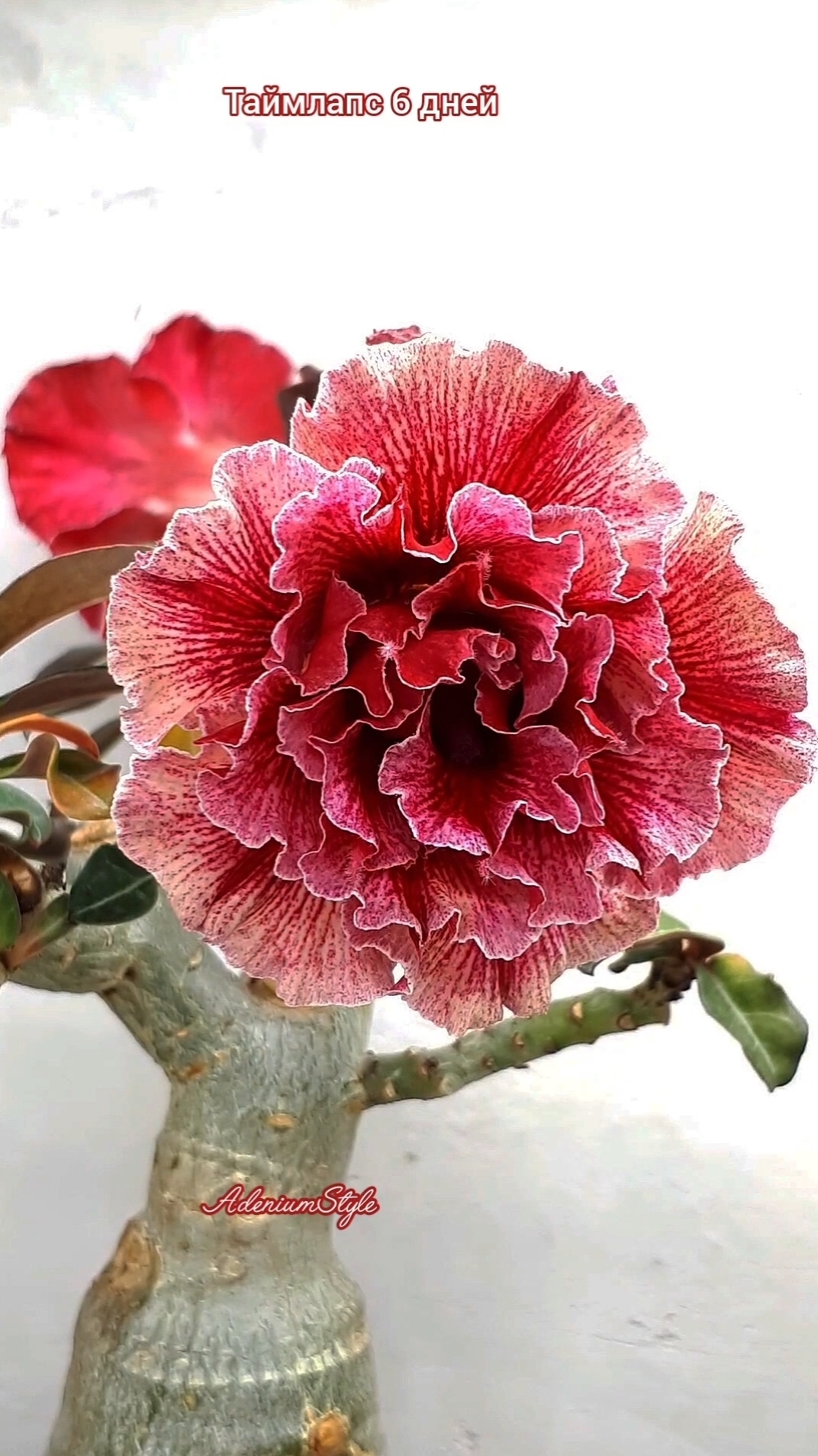 С наступающим Новым годом!!!🥂🤗🫶 Друзья!!! Пусть этот год... смотреть онлайн