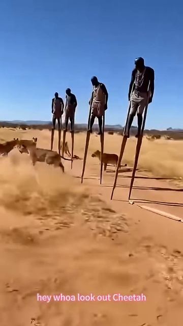 На ходулях по Африке. смотреть онлайн