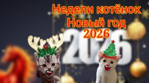 Недели котёнок Новый год 2026