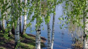 Берёзонька  Муз. Ю. Дубовиченко. Сл. Г. Люшнина