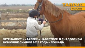 Журналисты "Таврии" навестили в скадовской конюшне символ 2026 года — лошадь