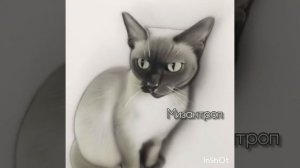 ИИ&ВИЦЕЙОВА — Мизантроп.