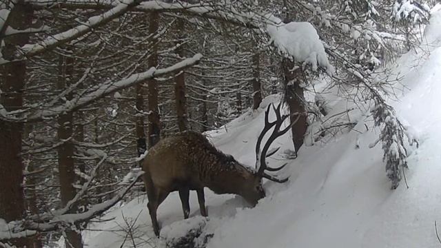 Фото ловушка смотреть онлайн