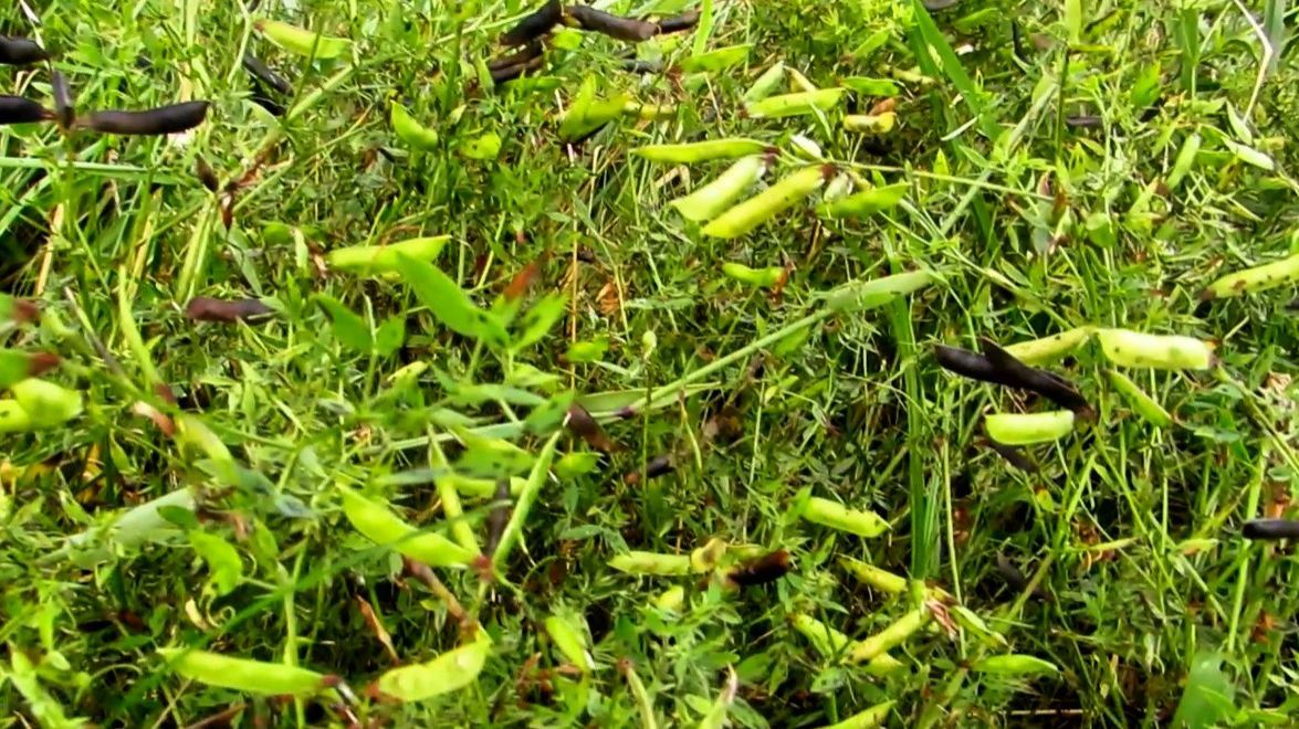 Эти осенние травы... смотреть онлайн