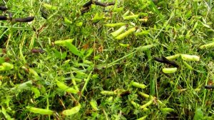 Эти осенние травы...