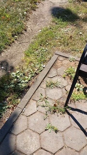 №558	Комсомольский проспект. 15 августа 2025 г., 15:31:38 VID_20250815_153125904