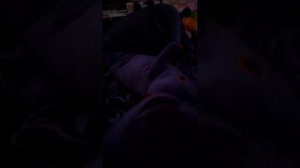 встречаем новый год с пасиком, часть первая.