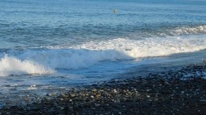 ВИДЕО  ПВН  ББ   (1484)