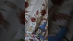 видео с котом