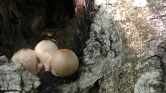 Дождевик грушевидный - Lycoperdon pyriforme  растёт на старом трутовике.