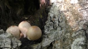 Дождевик грушевидный - Lycoperdon pyriforme  растёт на старом трутовике.