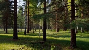 Суета города