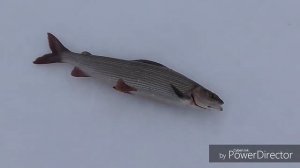 Рыбалка в тундре...