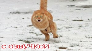 Приколы с котами! КОТЫ ТАНКИСТЫ! Самые смешные животные С ОЗВУЧКОЙ!