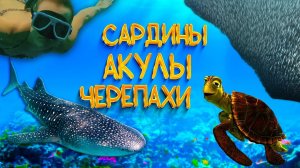 Филиппины 2025 | Снорклинг на Филлипинах | Китовые акулы и сардины | Себу Филлипины | Моалбоал