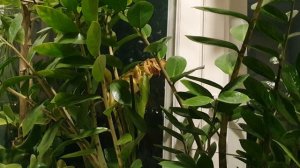 Думками в Младость...