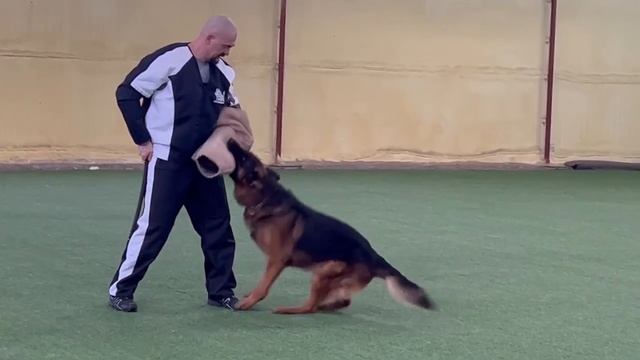 3 Отл. Black Magic Of The Sun DEMYAN Лучшая защита! №33. БРОННИЦЫ 20 декабря`25 Моно смотреть онлайн