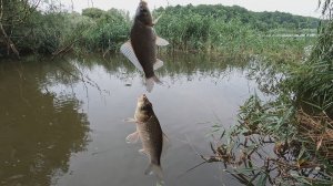 Караси прут дуром! Стихийное бедствие Краснодарского края! Кайфовый день Рыбака! Мормышка & поплавок