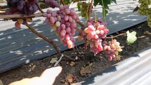Виноград Фрина(Донское казачество) 21.08.24г.виноградник