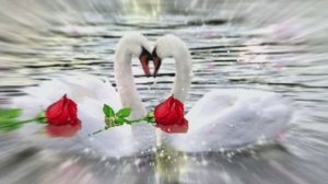 Лебединая верность