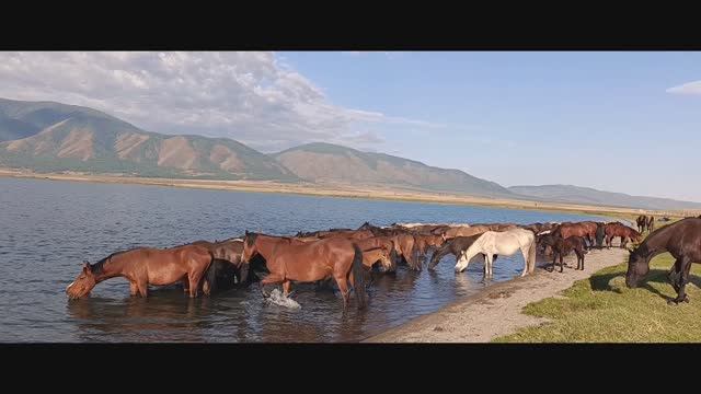 Альберт Кувезин. Группа Ят-Ха. смотреть онлайн