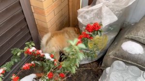 Первое гуляние в новом году.