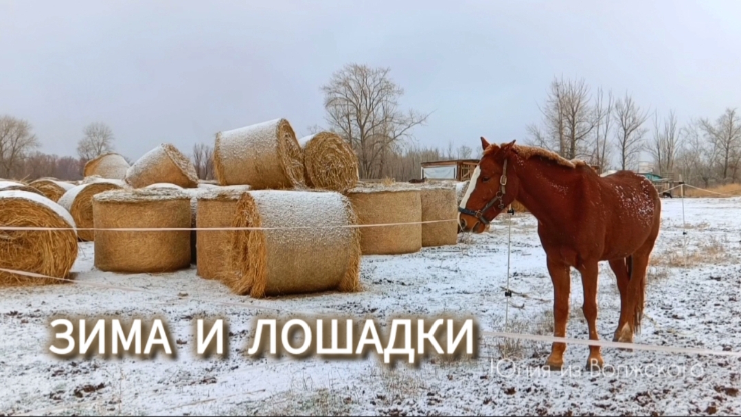 С Новым 2026 годом - годом Лошади! ✅ смотреть онлайн