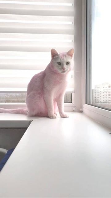 Коту скучно. Смешное видео смотреть онлайн