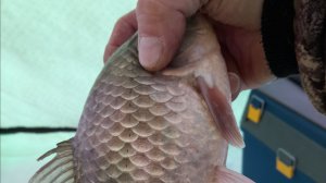 ОХОТНИК за ПОКЛЁВКОЙ! рыбы  Подготовка  2026.