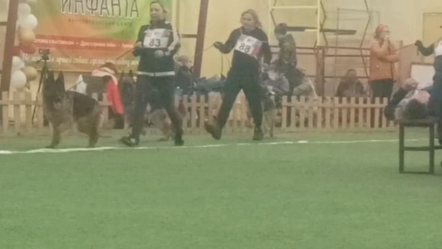 РАБОЧИЙ СУКИ / КЧК БРОННИЦЫ 20 декабря`25 Е.Силаева Моно немецких овчарок смотреть онлайн