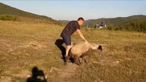 Спасение овечки