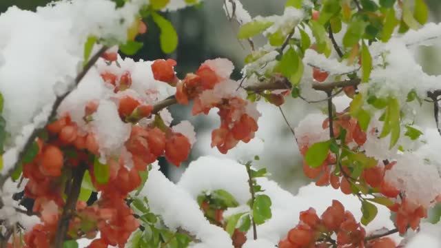 Падал снег смотреть онлайн