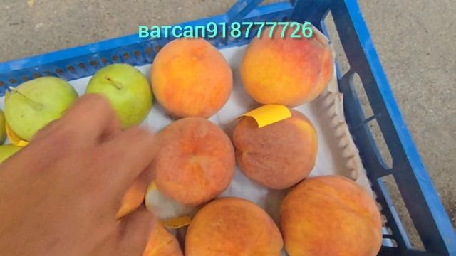 Кафолати сифат  аз мо интихоб  аз шумо!
Беҳтарин меваҳои ҷаҳон ниҳолҳои аслӣ ва санҷидашуда.
