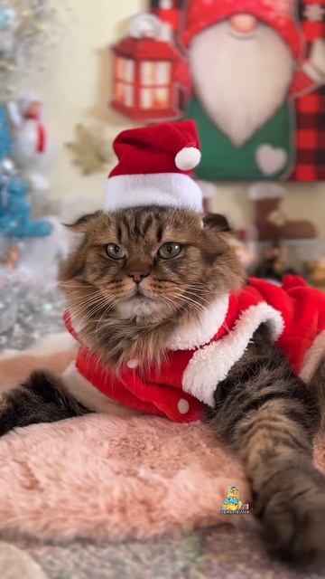 Загадайте желание и оно обязательно исполнится!✨🎅🏼 смотреть онлайн