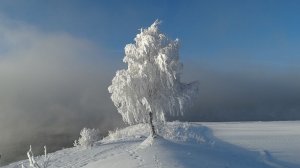 Одинокая берёза