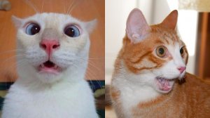 😹Коты 2025 смешные котики. 😹Приколы с котами до слез.