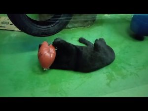 Ягуар Габриэль передаёт привет в Ижевск своему киперу 30.12.2025