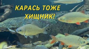 КАРАСЬ ТОЖЕ ХИЩНИК !