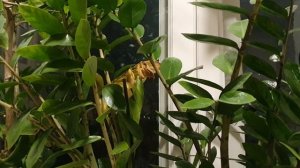 Серебром уж трава примятая...