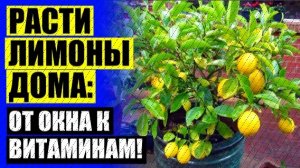 💣 КАК ФОРМИРОВАТЬ ЛИМОН В ДОМАШНИХ УСЛОВИЯХ В ГОРШКЕ ⚫ ЛИМОННОЕ ДЕРЕВО ЗЕЛЕНЫЕ ЛИМОНЫ