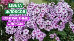 Контрастные флоксы. Видео из серии Цвета флоксов