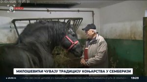 Милошевићи чувају традицију коњарства у Семберији